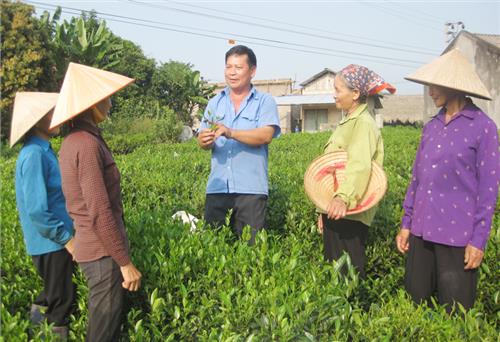 Sức sống một làng nghề chè