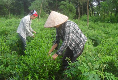 Chè Phổ Yên: Mong tìm đầu ra ổn định