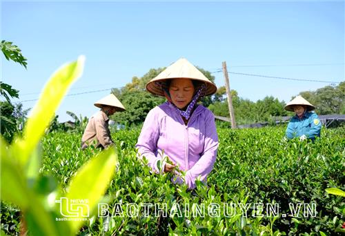 心茶太茶业合作社受到农村发展和脱贫致富的东南亚奖状