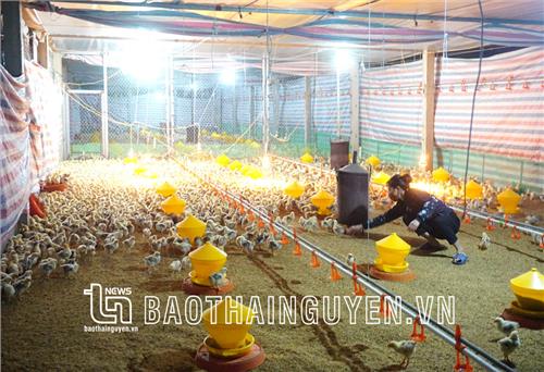 Bảo vệ cây trồng, vật nuôi trước thời tiết khắc nghiệt