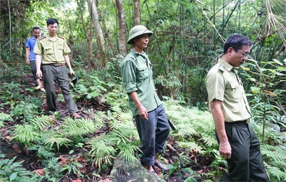 Chủ động phòng cháy, chữa cháy rừng mùa khô hanh