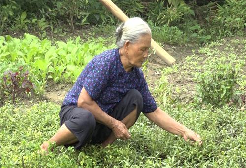 Cụ bà 80 tuổi xin rút khỏi danh sách hộ nghèo
