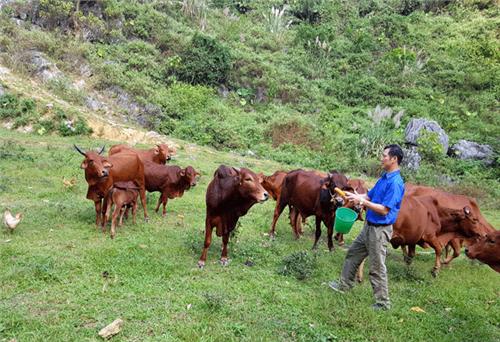 Chuyện “ông gàn” lên núi làm trang trại