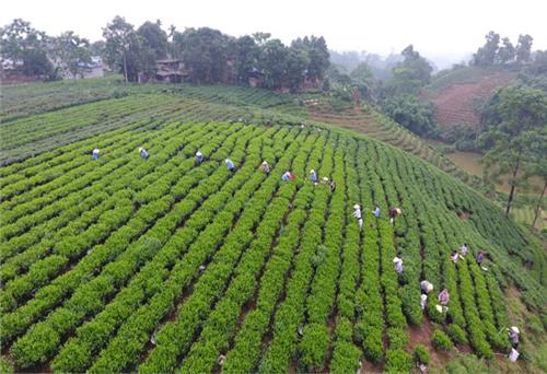 “Bức tranh” nông thôn kiểu mẫu đang hình thành