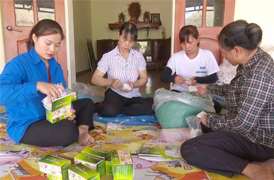 Người phụ nữ trẻ với khát vọng làm giàu từ cà gai leo