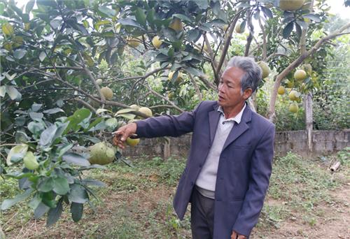 Từng bước nâng cao giá trị bưởi Tân Quang 