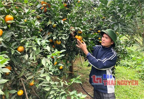 Nông dân Võ Nhai và giấc mơ vùng cam, quýt đặc sản