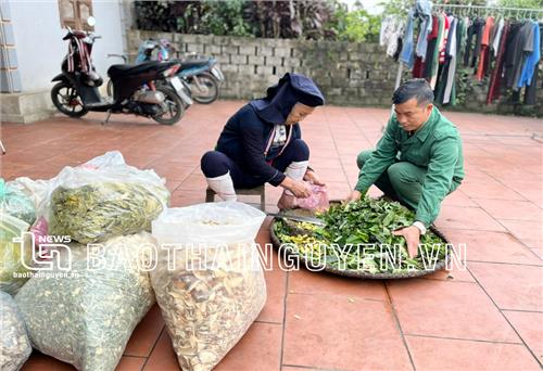 Loại thuốc quý của người Dao ở Quân Chu