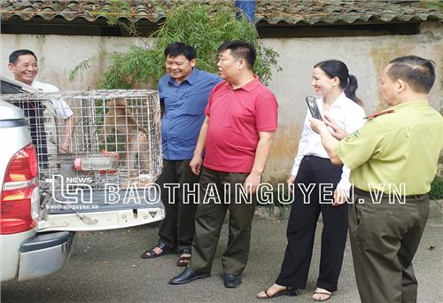 Phú Lương: Tiếp nhận và bàn giao 1 cá thể khỉ quản lý theo quy định