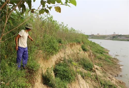 “Cát tặc” gây sạt lở nghiêm trọng bờ sông Cầu