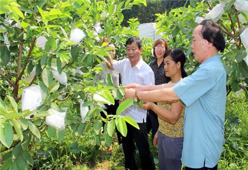 Cầu nối đưa khoa học - kỹ thuật đến người dân 