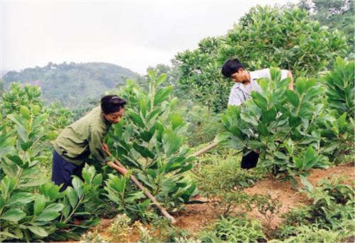 Mùa Xuân là Tết trồng cây