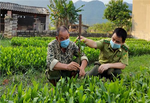 Võ Nhai phấn đấu hoàn thành kế hoạch trồng rừng trong quý II