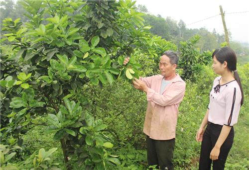 Trên 170ha chè, cây ăn quả được cấp chứng nhận VietGAP