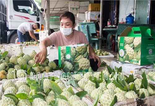 Võ Nhai phát triển vùng cây ăn quả trọng điểm