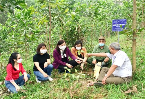 Kiểm tra mô hình trồng thử nghiệm cây dược liệu Đòn võ