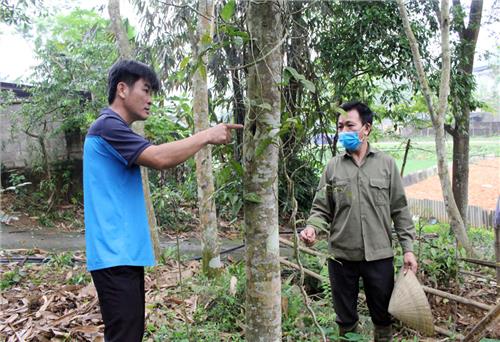  Mở rộng vùng trồng cây dược liệu tập trung