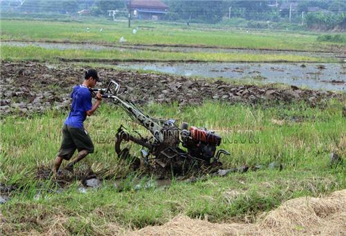 Phấn đấu trồng trên 800ha rau màu