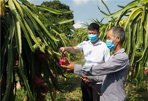 Cây thanh long ruột đỏ bén rễ trên đất Tràng Xá
