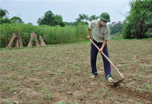 Phú Bình: Gieo trồng gần 2.000ha cây vụ đông