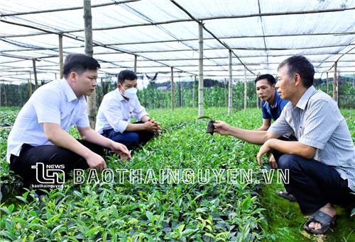 Cựu chiến binh Đại Từ thi đua làm kinh tế giỏi