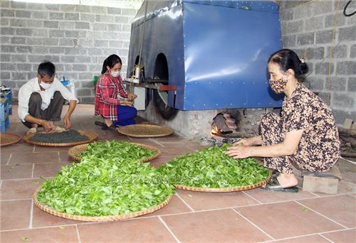 Chè “rớt” giá do dịch bệnh
