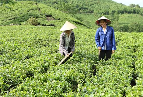 Đại Từ phát huy thế mạnh cây chè