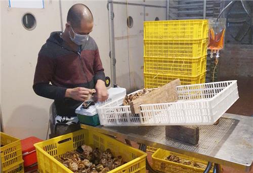 Phấn đấu có trên 200 cơ sở, vùng an toàn dịch bệnh động vật