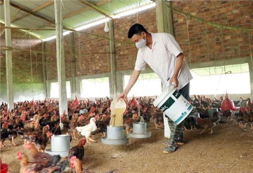 Phát triển chăn nuôi theo hướng an toàn