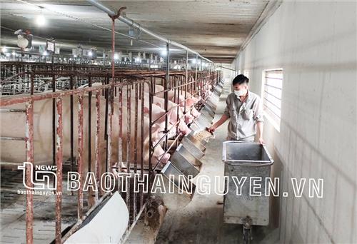 Xây dựng cơ sở an toàn dịch bệnh: “Chìa khóa” phát triển chăn nuôi