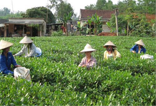  La Bang Tea Welcomes the Festival