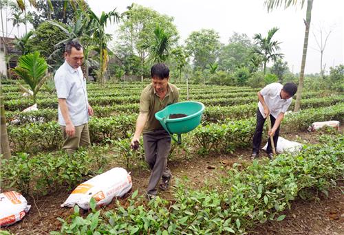 Phấn đấu sản lượng chè búp tươi đạt 250 nghìn tấn