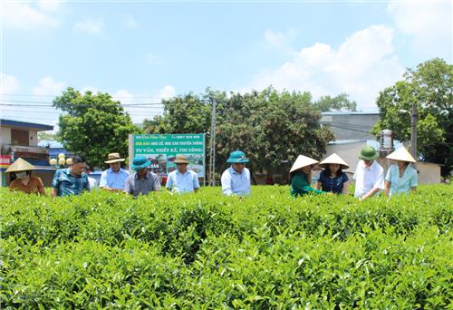 TP. Thái Nguyên: Kiểm tra mô hình thí điểm kỹ thuật sản xuất chè hữu cơ mới