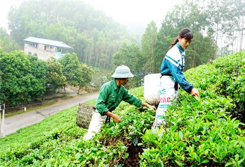 Xanh ngát những đồi chè xuân