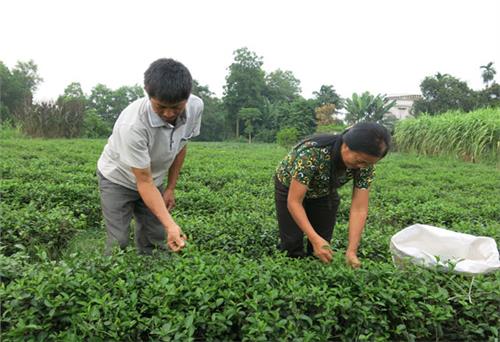 Người nông dân “chung thủy” với cây chè