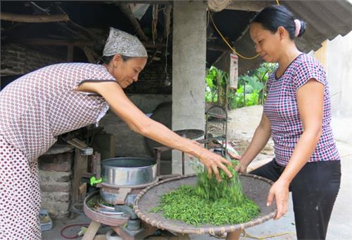 Chuyện làm chè VietGAP ở Bá Xuyên