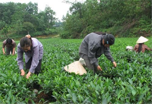 Kỳ vọng vào Festival Trà