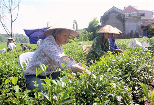 Những vùng chè dưới chân Tam Đảo