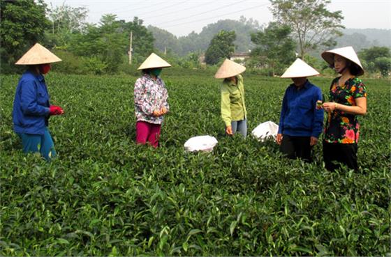 Góp phần đưa hương chè Thái bay xa