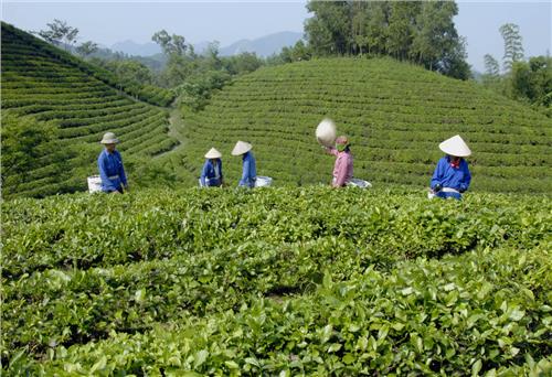 在福顺乡生产安全茶叶