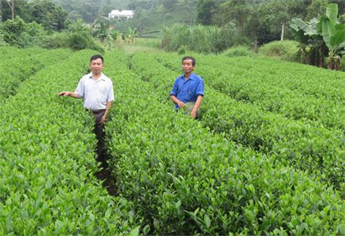 Để thương hiệu chè Văn Hán “bay xa”