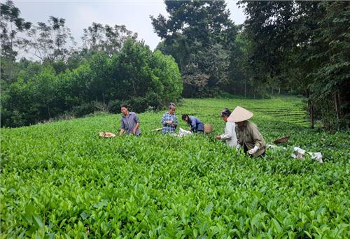 Phấn đấu sản lượng chè đạt 11 nghìn tấn