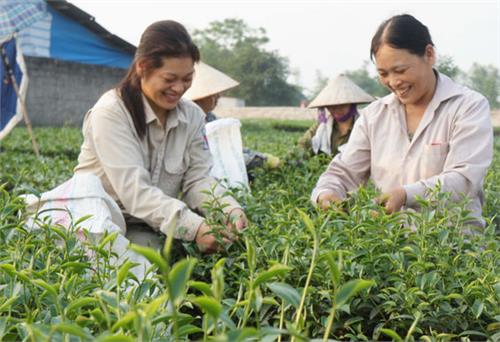 Vùng chè Trại Cài: Hướng tới sản phẩm chất lượng cao