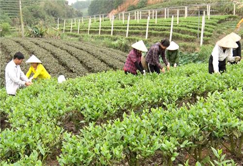 Thanh niên Đại Từ với phong trào khởi nghiệp
