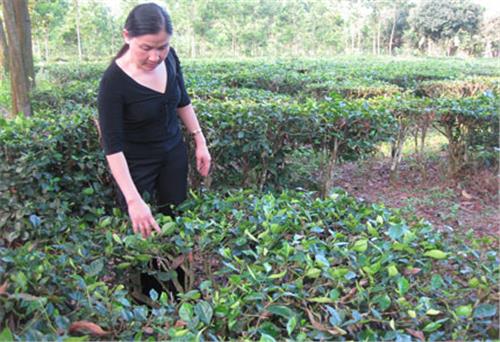 Tìm về  những vườn chè lâu năm trên đất Bình Sơn