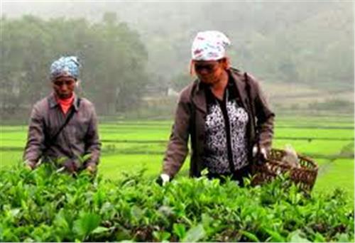 Safe tea production in Phuc Thuan