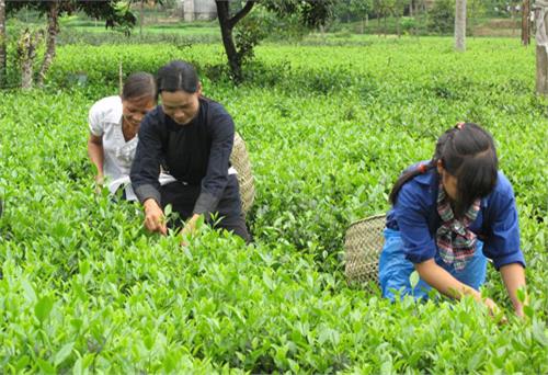 Chắp cánh cho hương Trà Đại Từ bay xa