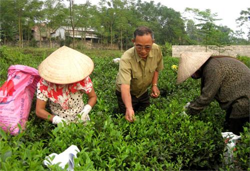 Về nơi phát tích Lễ hội Văn hoá Trà