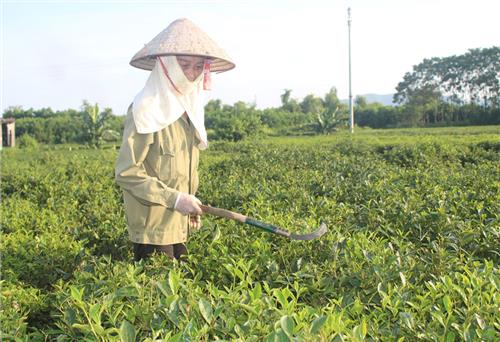 Để hương chè không nhạt dần