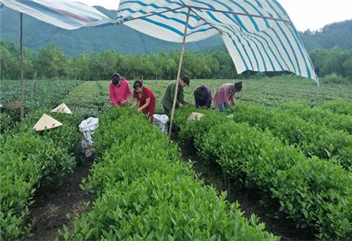 Thay đổi diện mạo nông thôn theo hướng đô thị hóa